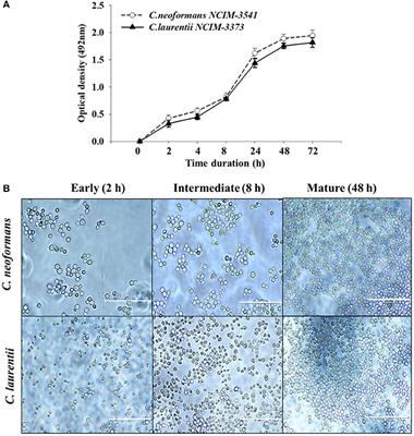 Antifungal and Anti-Biofilm Activity of Essential Oil Active Components against Cryptococcus neoformans and Cryptococcus laurentii